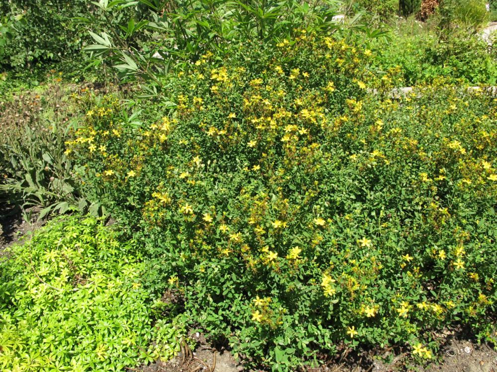 Plantenfiche-Hypericum-perforatum-Sint-Janskruid-