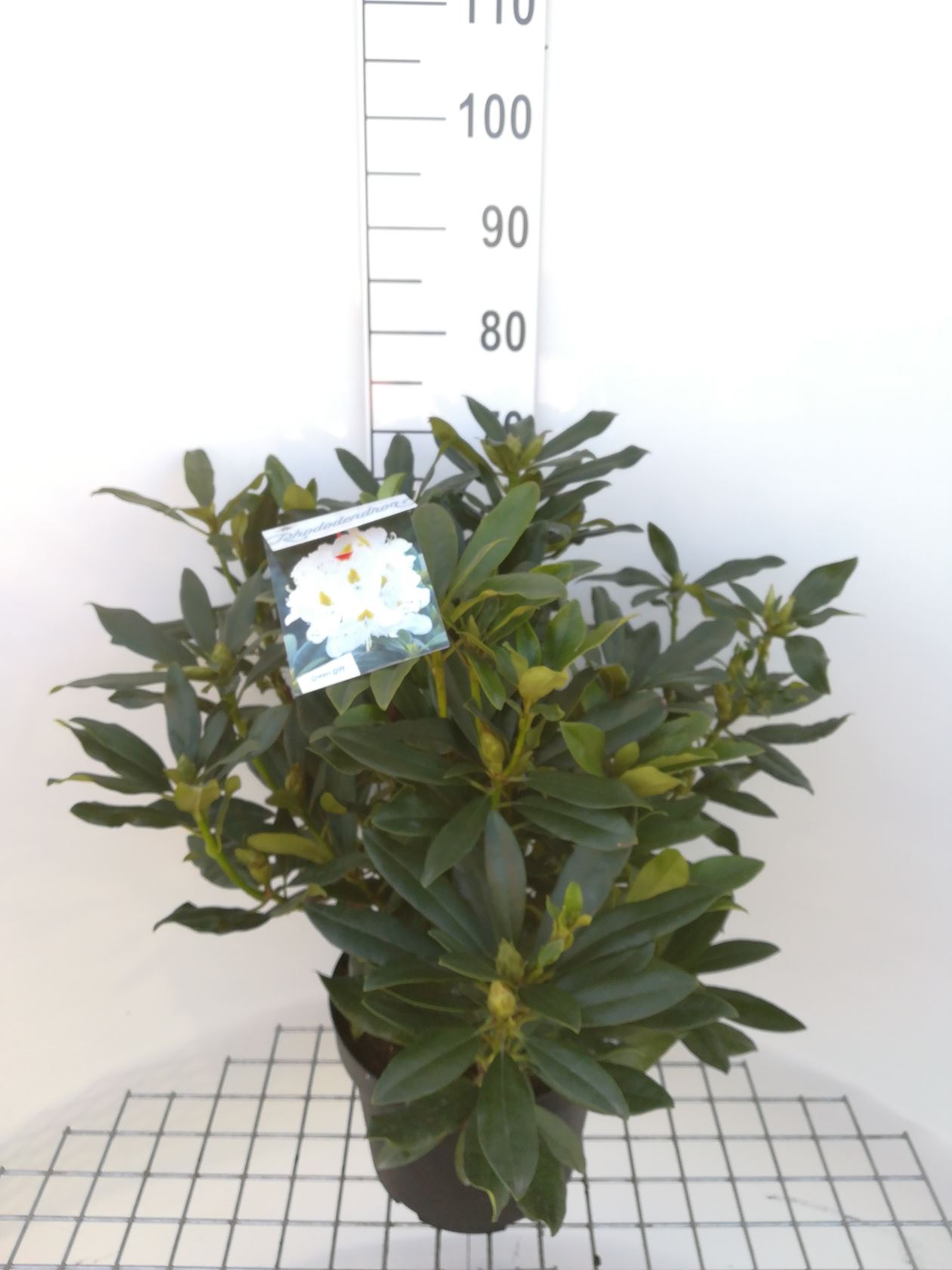 Rhododendron 'Madame Masson' - pot 10L - 60-80 cm