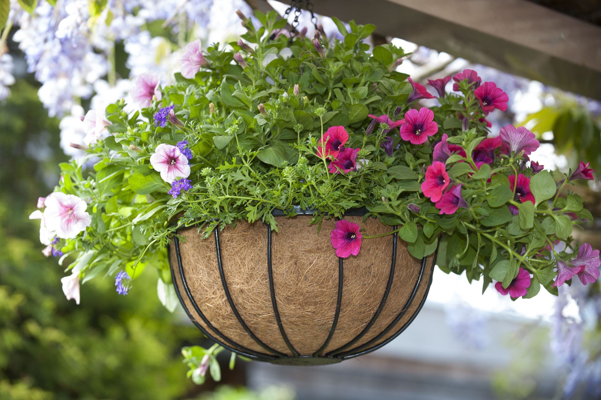 Hanging-basket-smeedijzer-zwart-incl-ketting-H20x-35cm