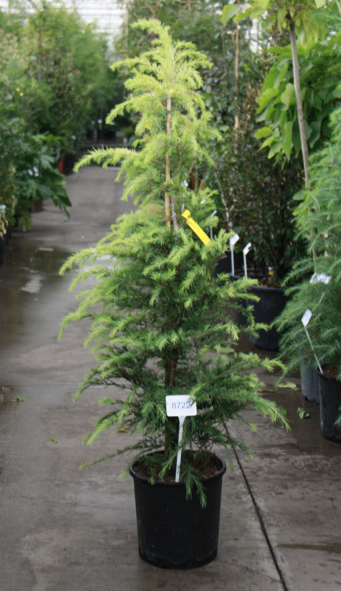 Cedrus deodara 'Aurea' - pot 18L - 125-150 cm