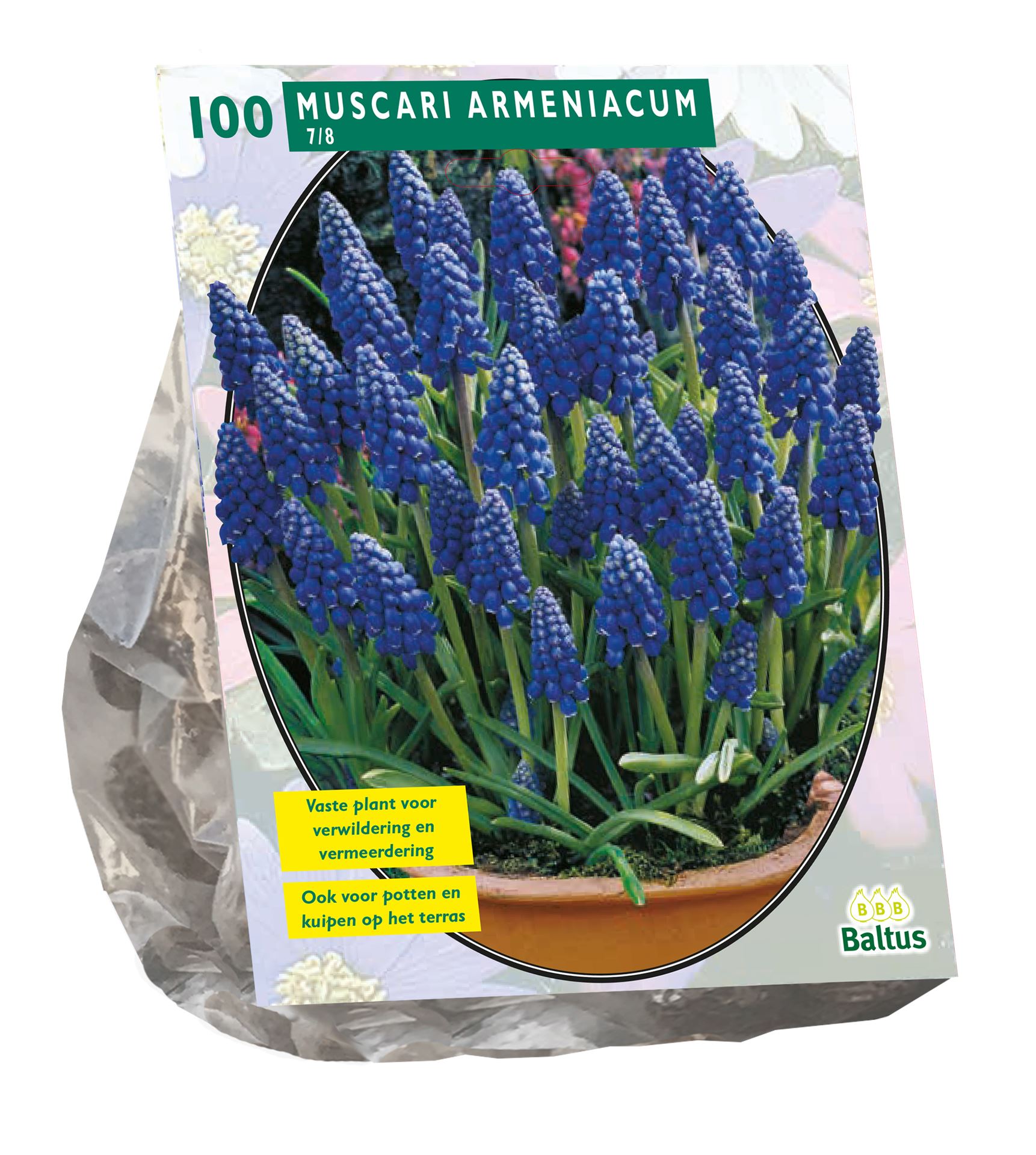 Baltus 'Muscari Armeniacum' bulbes à floraison printanière - 100 bulbes