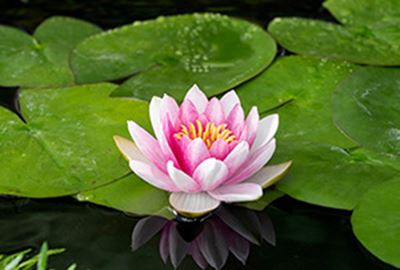 Nymphaea 'Attraction' - pot 3L