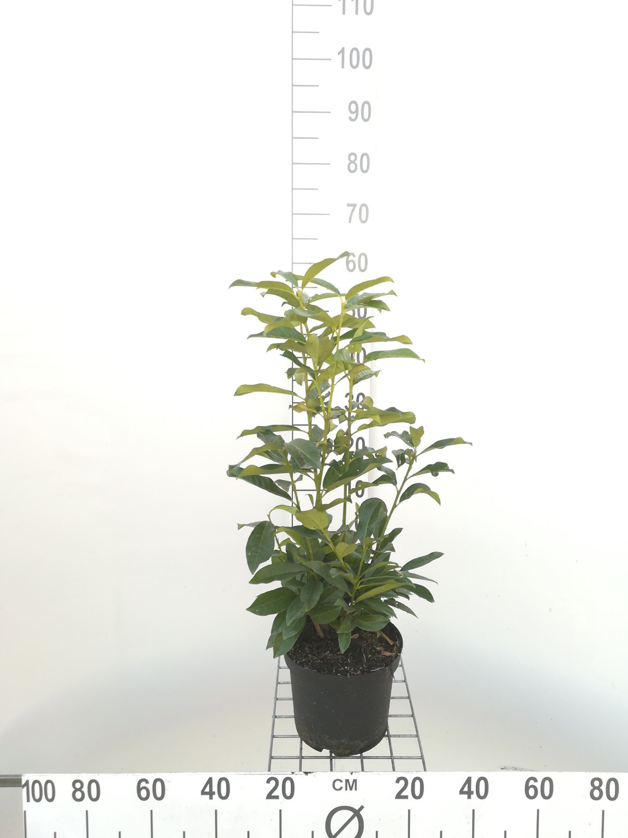 Prunus laurocerasus 'Mariblon' (Genolia) - pot - 40-60 cm