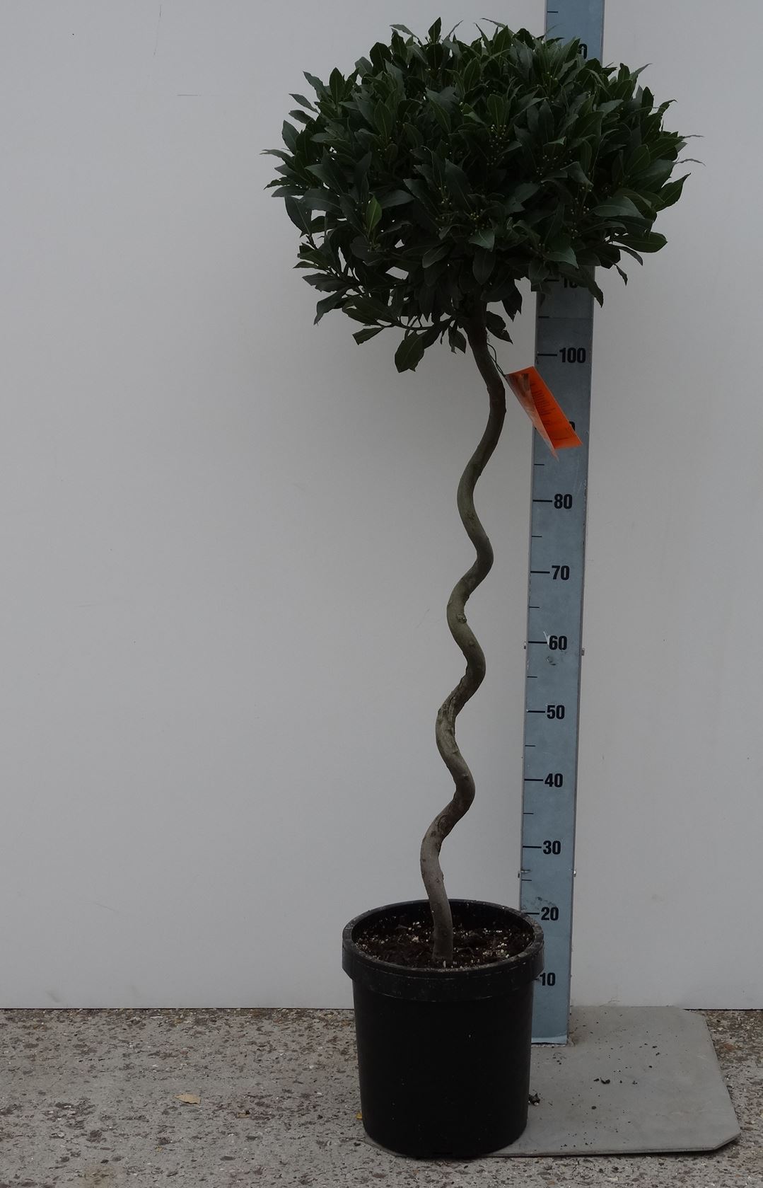 Laurus nobilis - pot - forme sphérique sur tronc rotatif 80cm de haut - ø45-50 cm