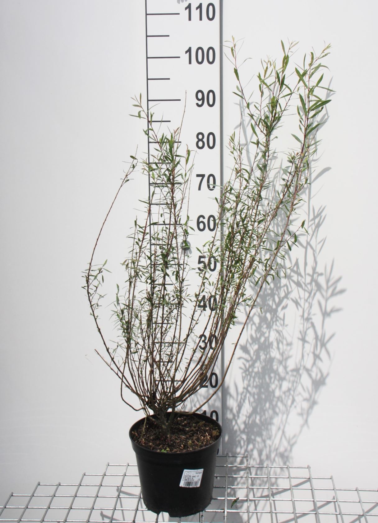 Salix purpurea 'Nana' - pot - 50-60 cm