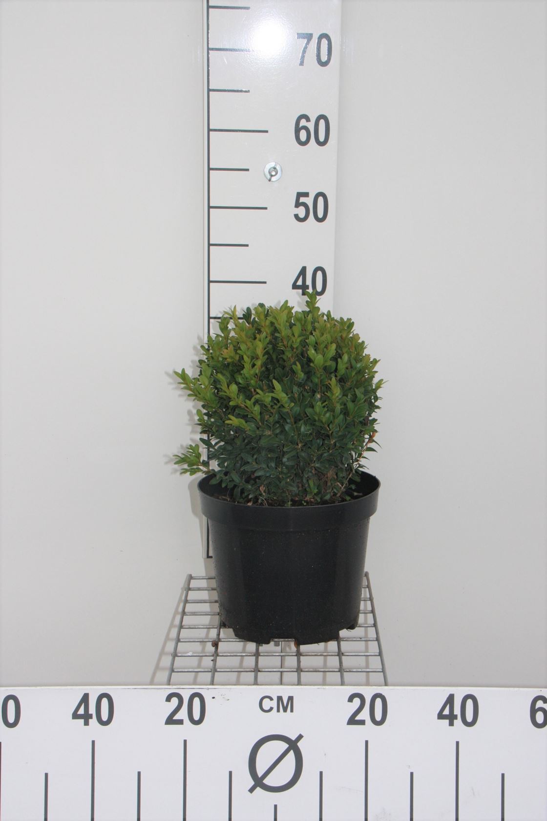 Buxus sempervirens - pot - bolvorm ø20+ cm
