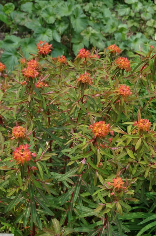Plantenfiche-Euphorbia-griffithii-Fireglow-