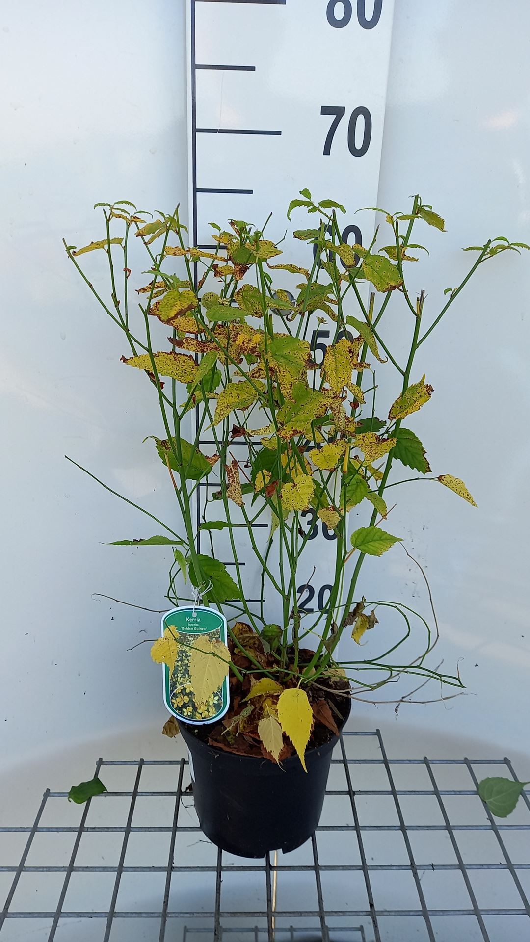 Kerria japonica 'Golden Guinea' - pot - 40-50 cm