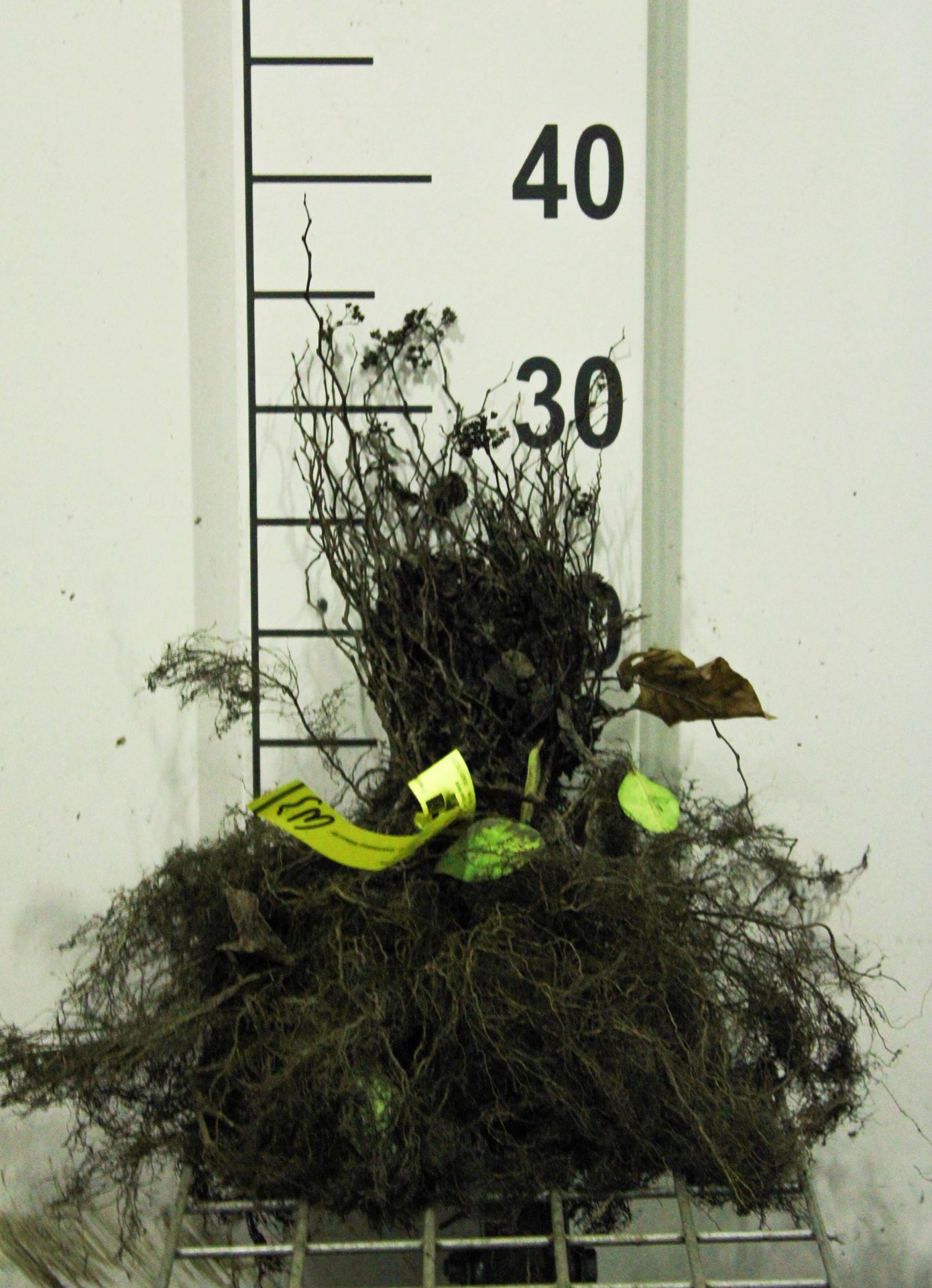 Spiraea japonica 'Goldflame' - bare root - 15-25 cm