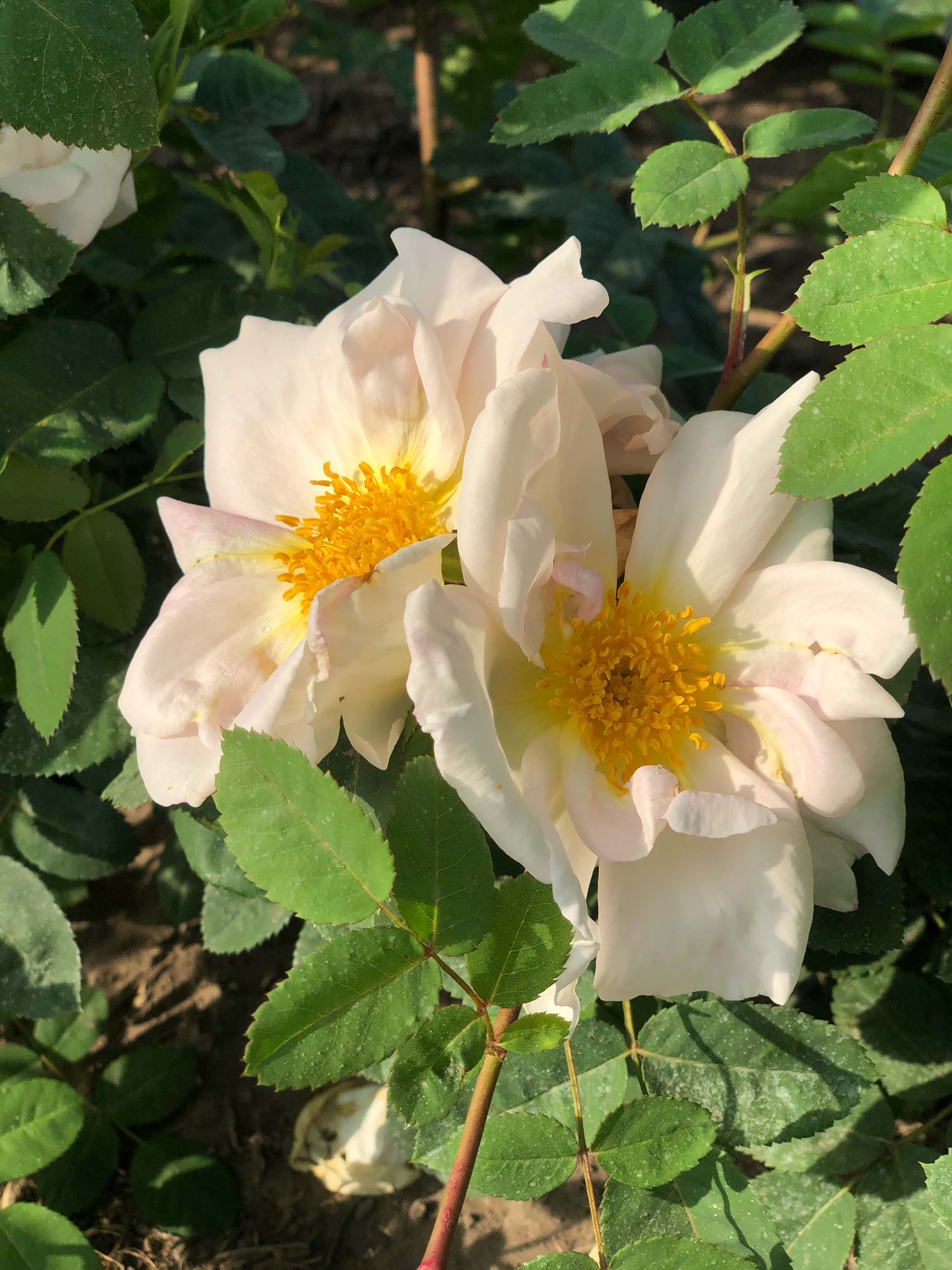 Rosa 'Nevada' - pot