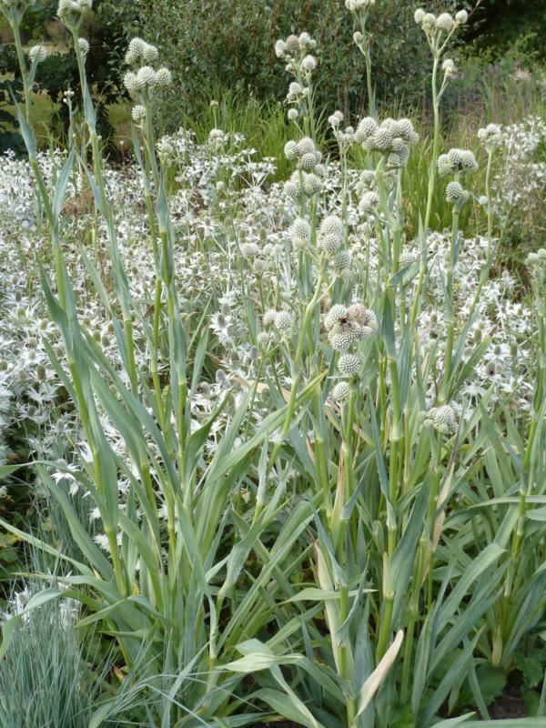 Plantenfiche-Eryngium-yuccifolium