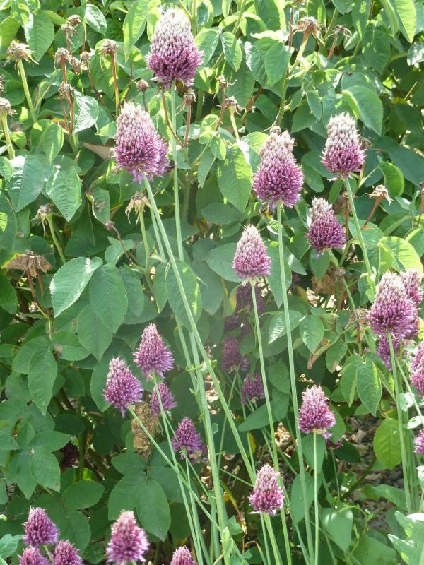 Plantenfiche-Allium-sphaerocephalon