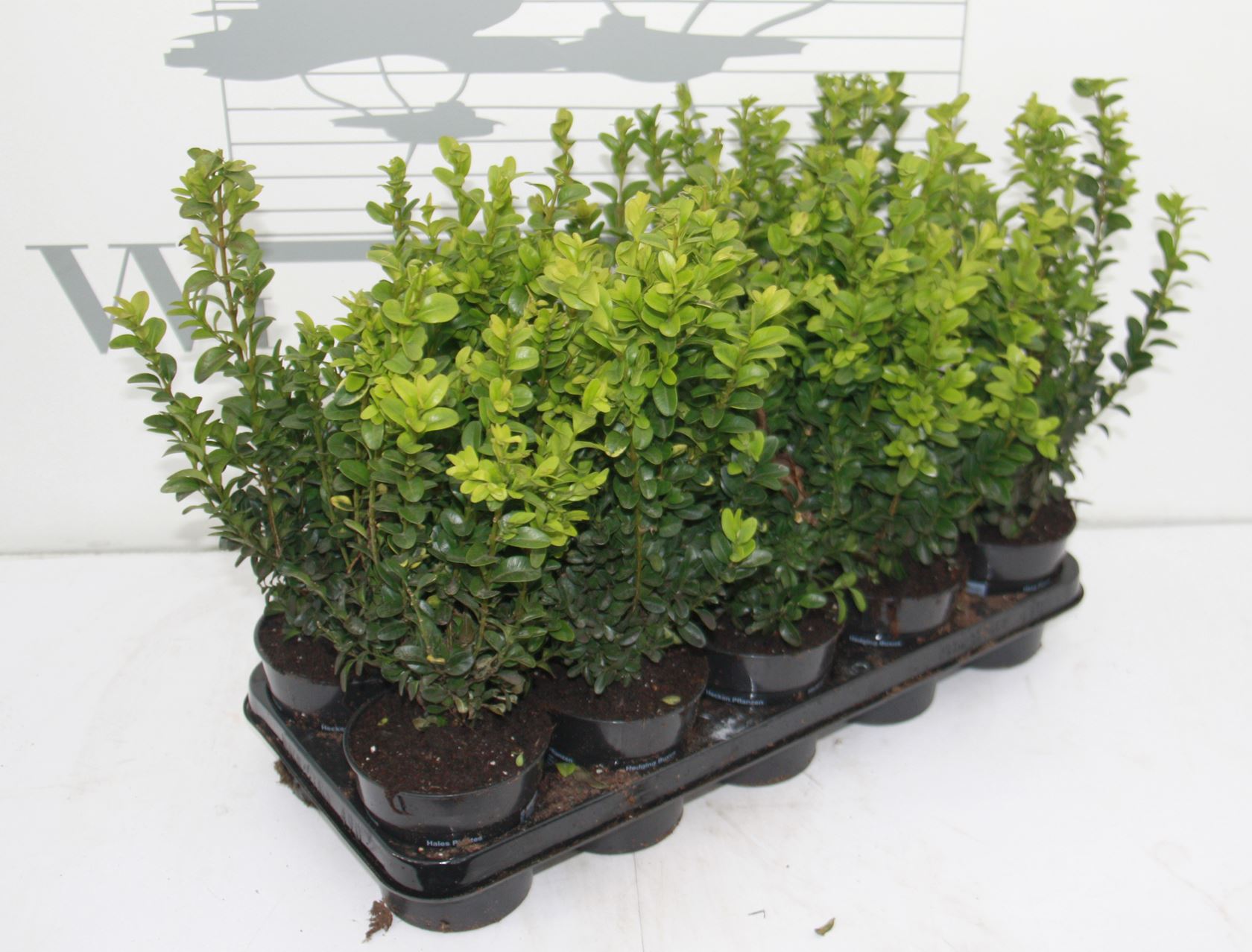 Buxus sempervirens - pot - 20-25 cm