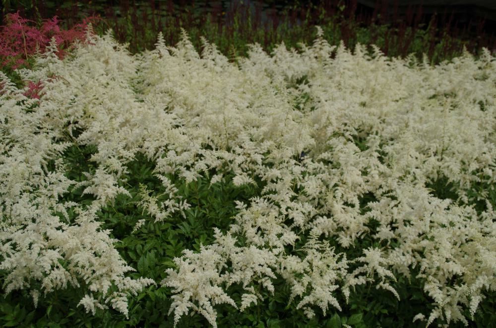 Plantenfiche-Astilbe-Brautschleier-