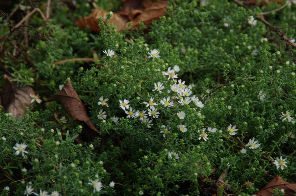 Plantenfiche-Aster-ericoides-Snowflurry-
