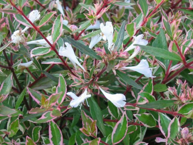 Plantenfiche-Abelia-x-grandiflora-Conti-