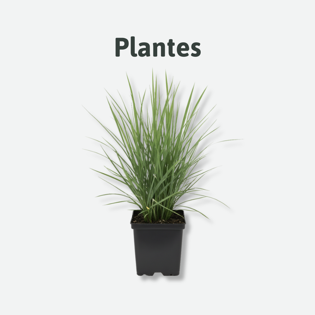plantes