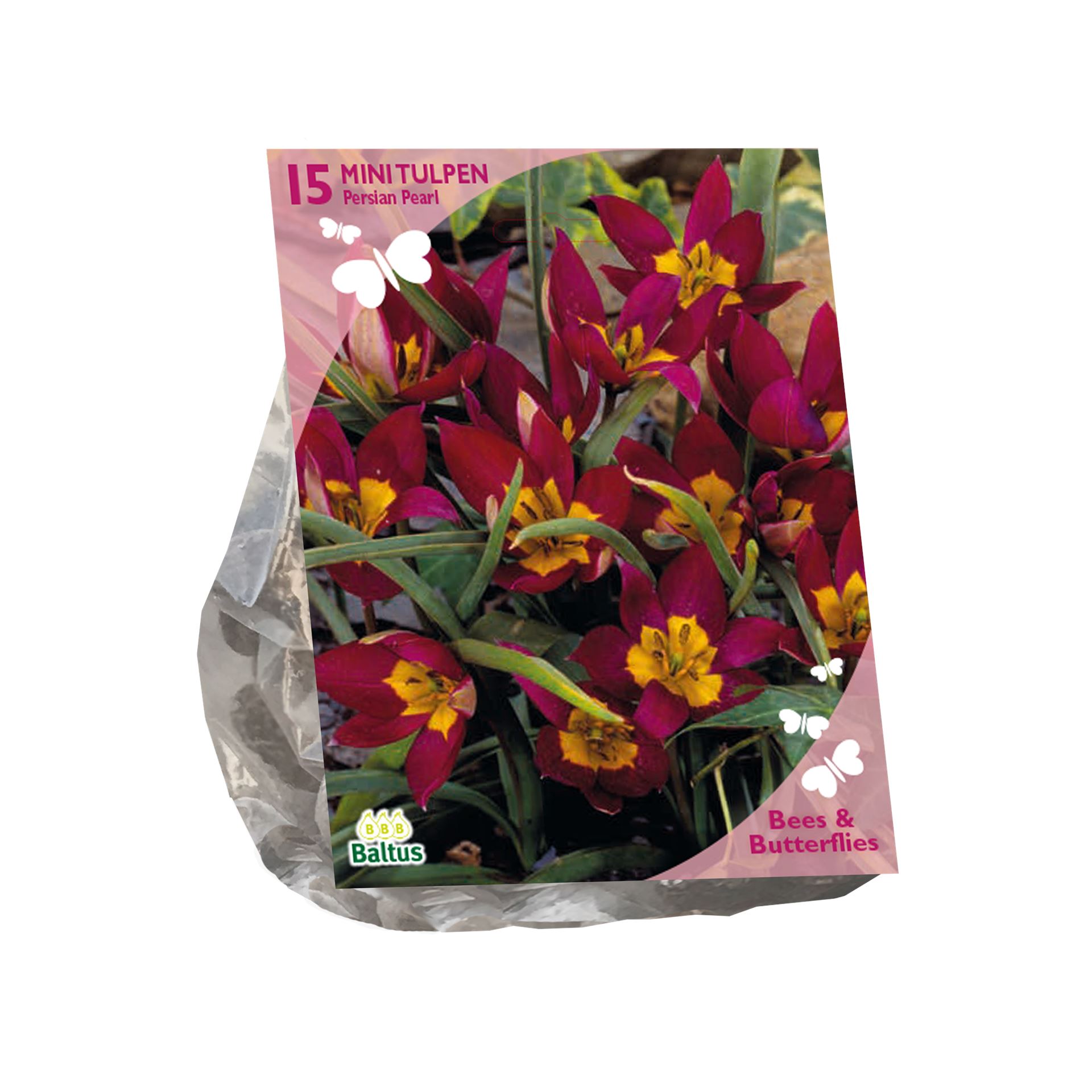 Bees-Butterflies-Tulipa-humilis-Persian-Pearl-per-15