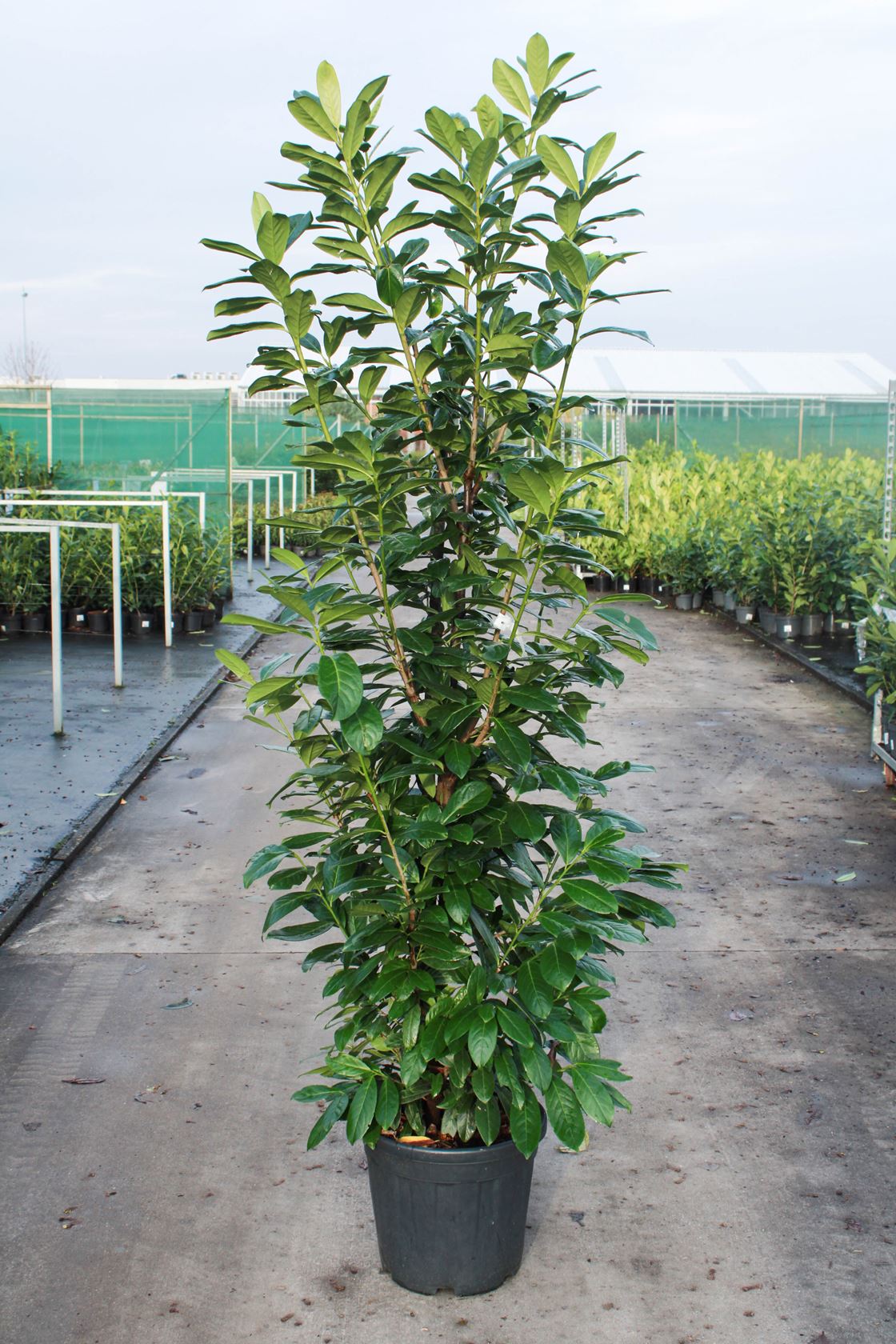 Prunus laurocerasus 'Novita' - pot 25L - 150-175 cm