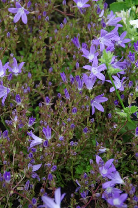 Plantenfiche-Campanula-poscharskyana-Stella-