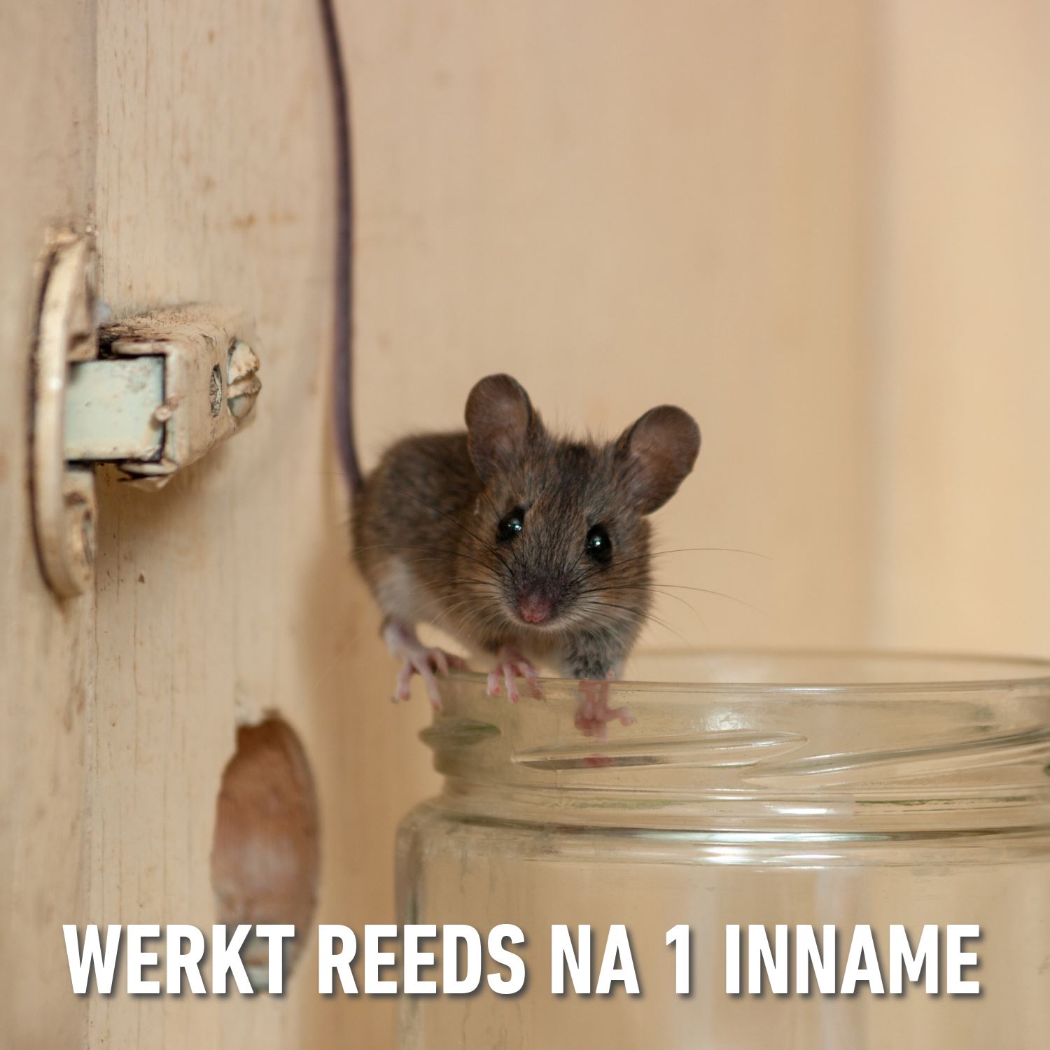 Barriere-radikal-toxa-graantjes-ratten-muizen-150gr-6x25gr-