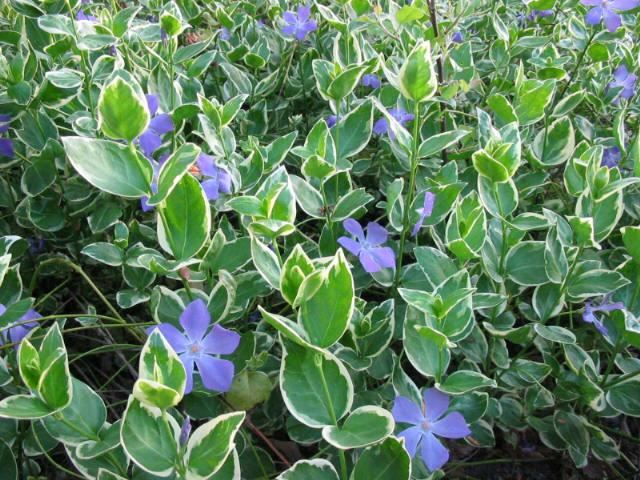 Plantenfiche-Vinca-major-Variegata-