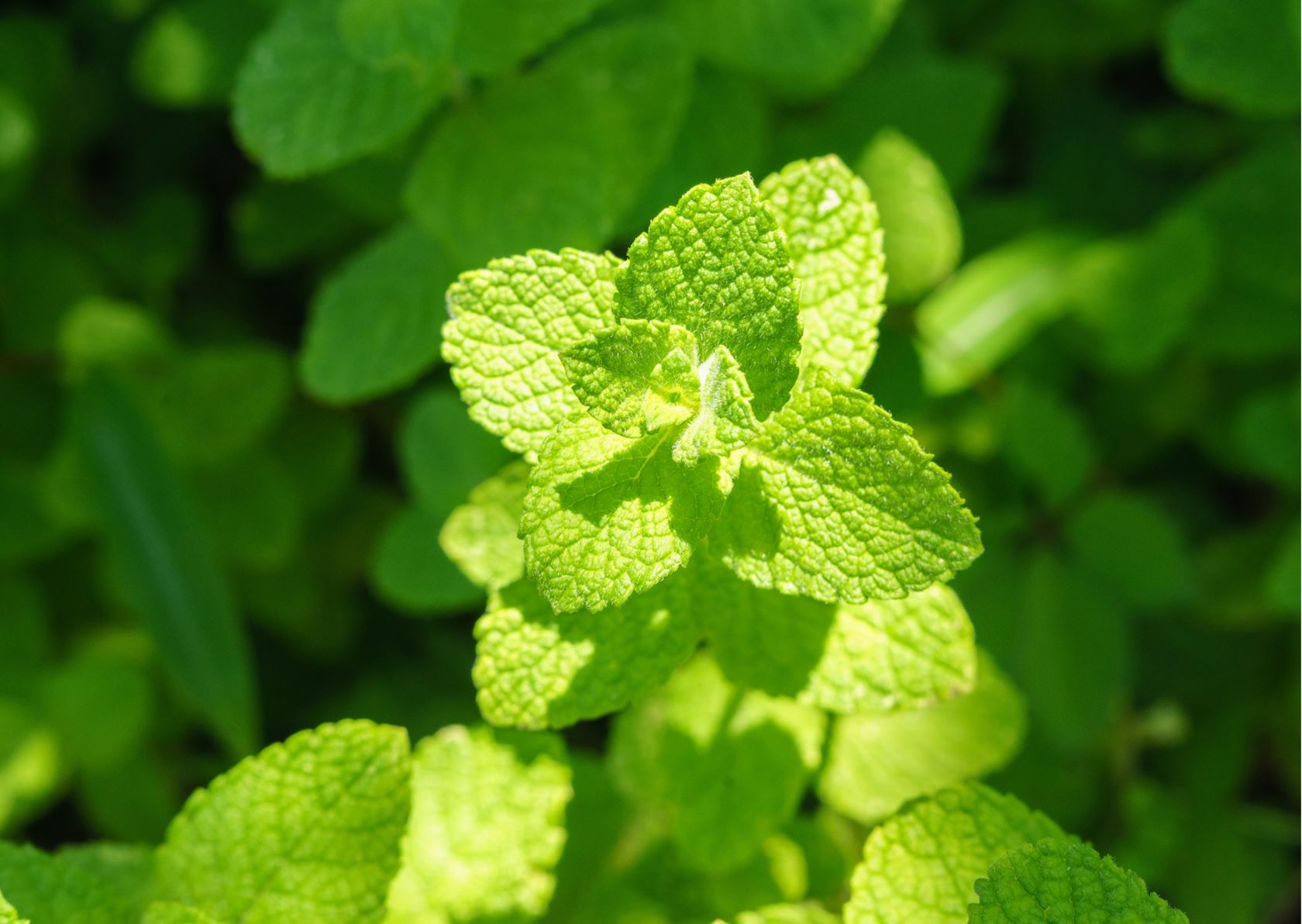 Apple mint - pot ø13 cm (mentha rotundifolia)