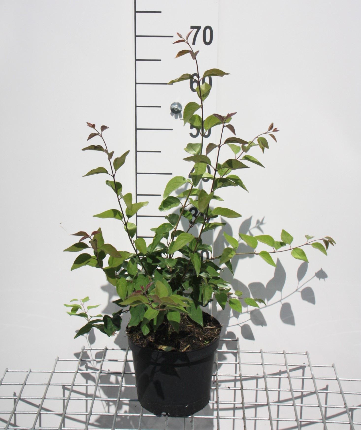 Syringa microphylla 'Superba' - pot - 40-50 cm