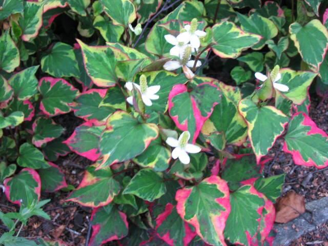 Plantenfiche-Houttuynia-cordata-Chameleon-