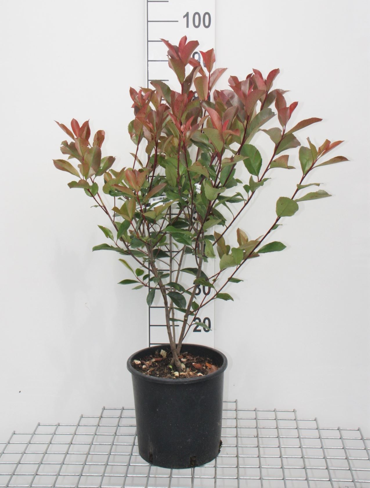 Photinia x fraseri 'Red Robin' - pot 7,5L - 80-100 cm
