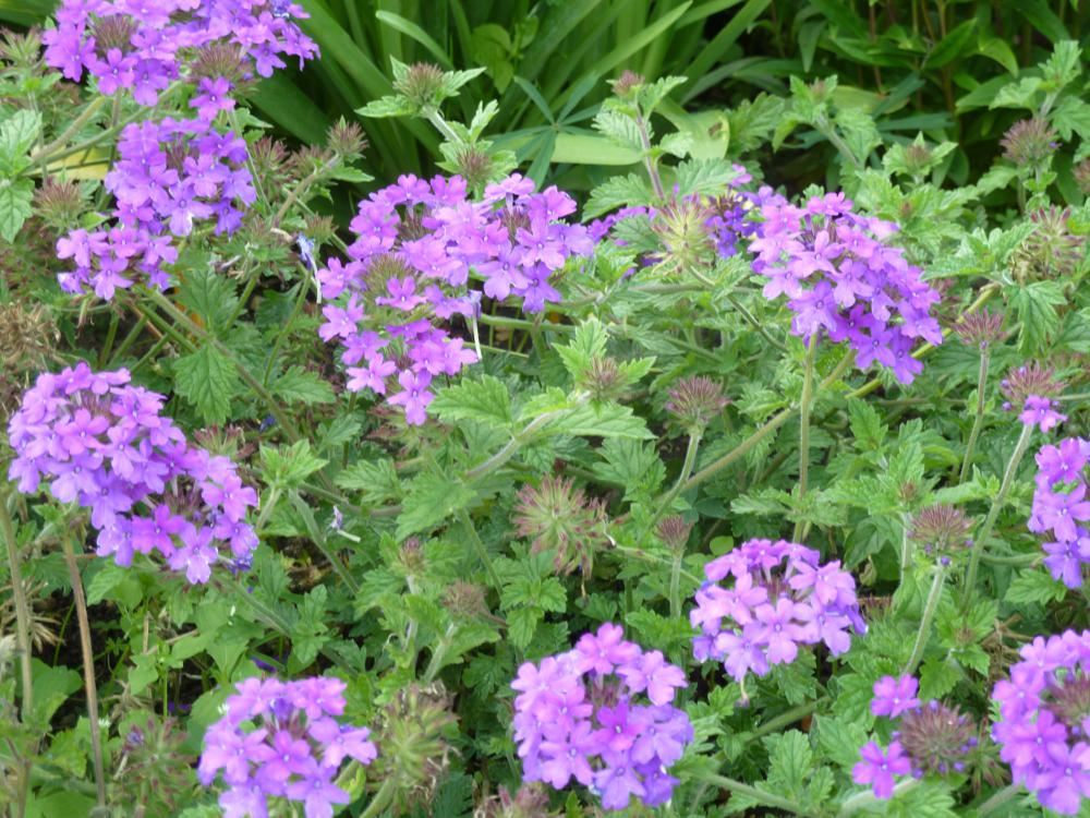 Plantenfiche-Verbena-Homestead-Purple-