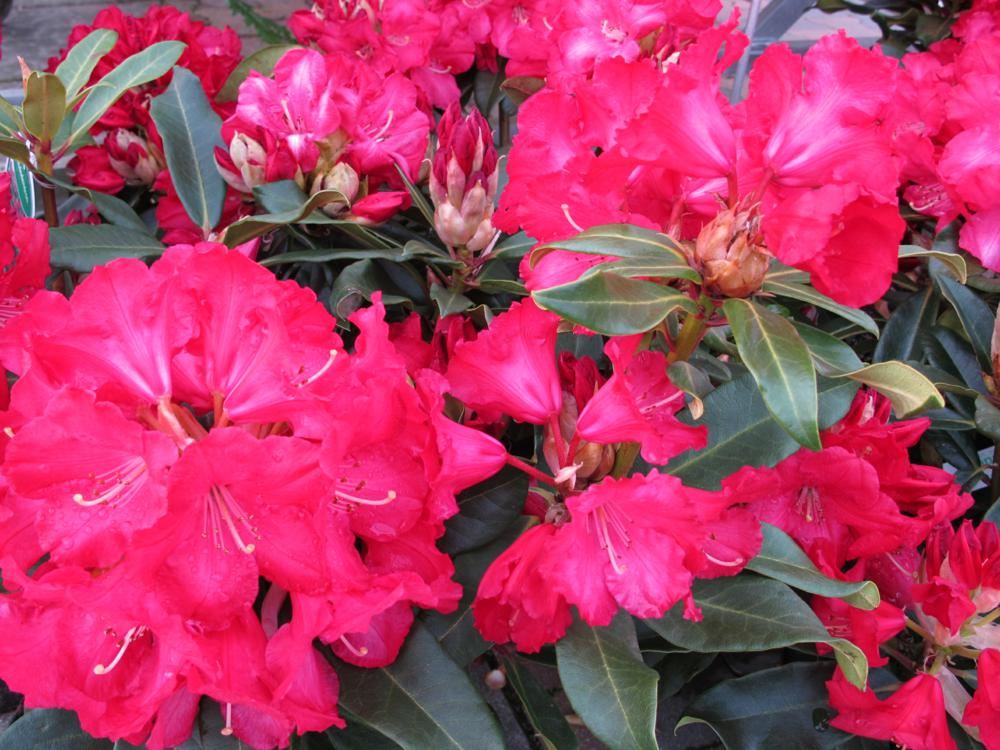 Plantenfiche-Rhododendron-Halfdan-Lem-