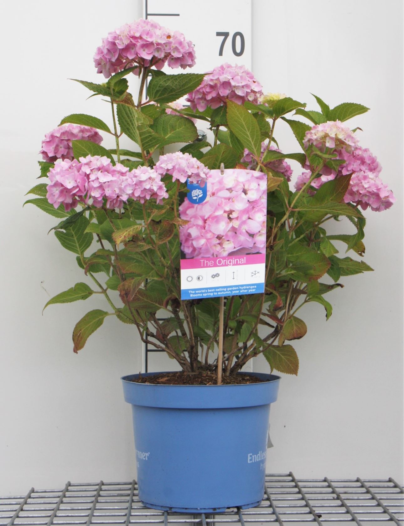 Hydrangea macrophylla 'Bailmer' (Endless Summer) - pot 5L - 30-40 cm