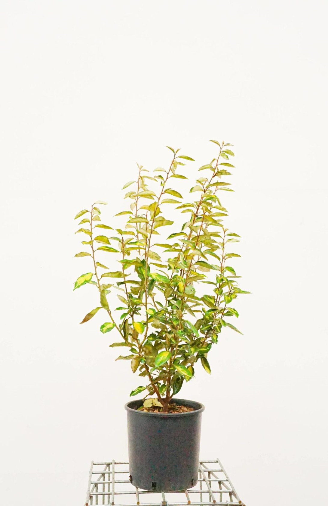 Elaeagnus x ebbingei 'Limelight' - pot 10L - 60-80 cm