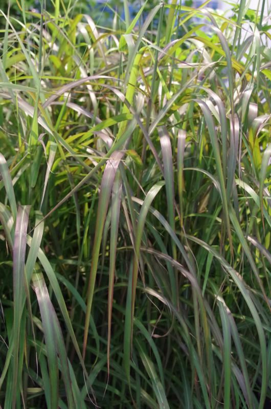 Plantenfiche-Miscanthus-sinensis-Navajo-