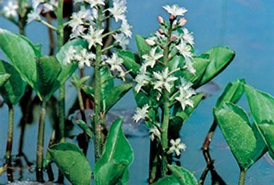 Menyanthes trifoliata - pot 9x9 cm