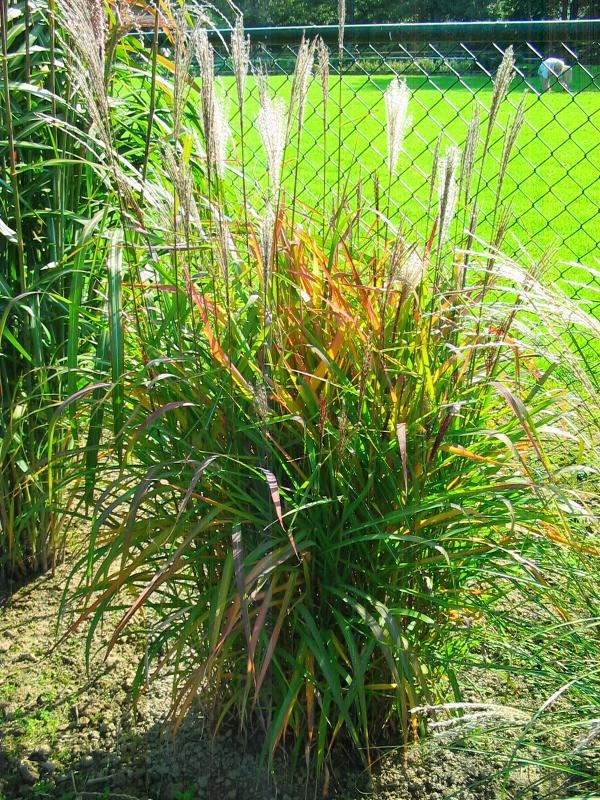Plantenfiche-Miscanthus-Purpurascens-