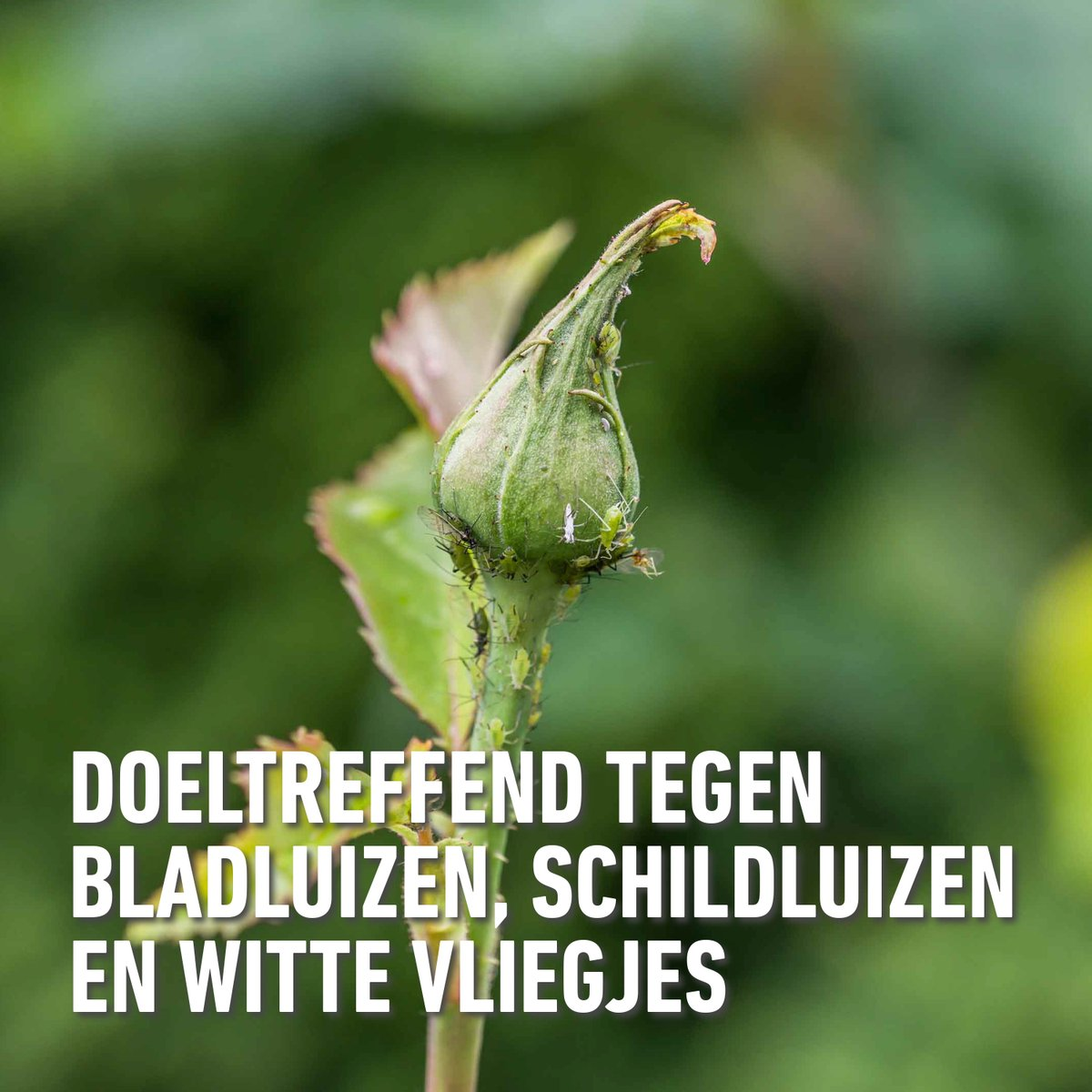 Compo Fazilo Spray 750ml