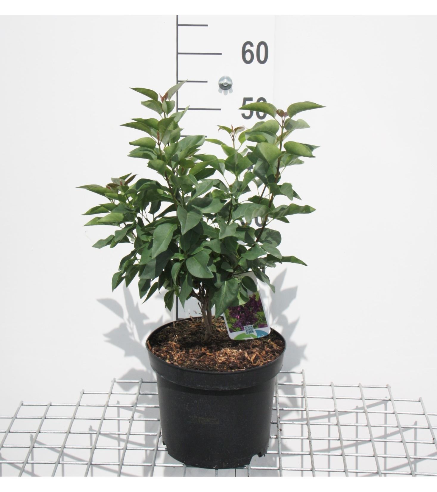 Syringa vulgaris 'Charles Joly' - pot - 40-60 cm