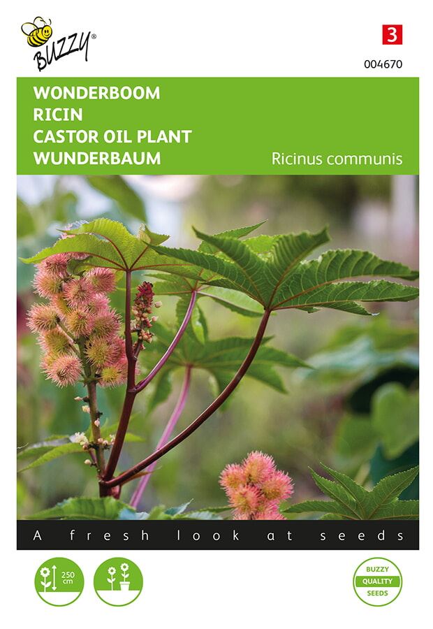 Buzzy® Wonder tree graines - Zanzibariensis