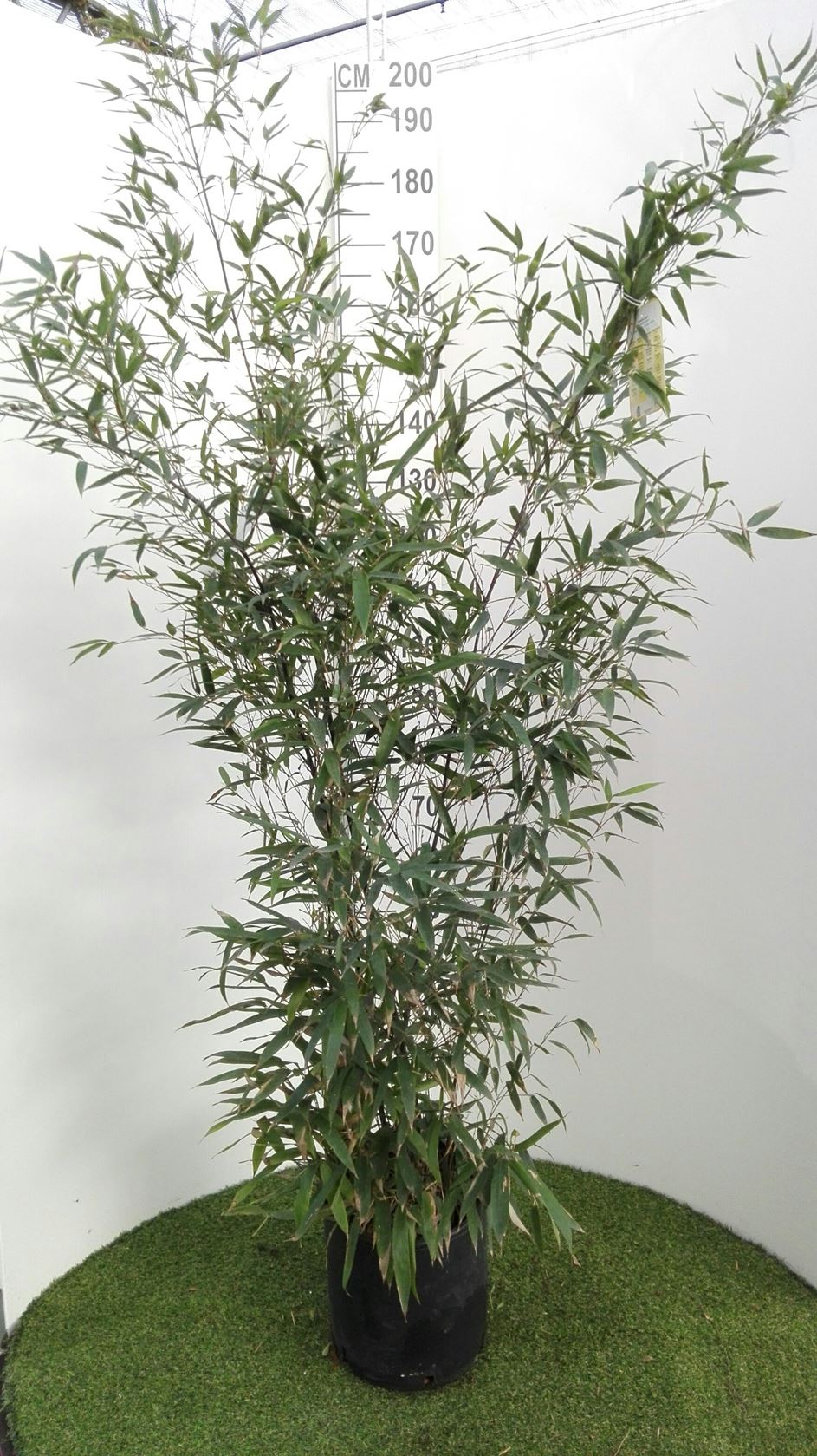 Phyllostachys nigra - pot 10L - 125-150 cm