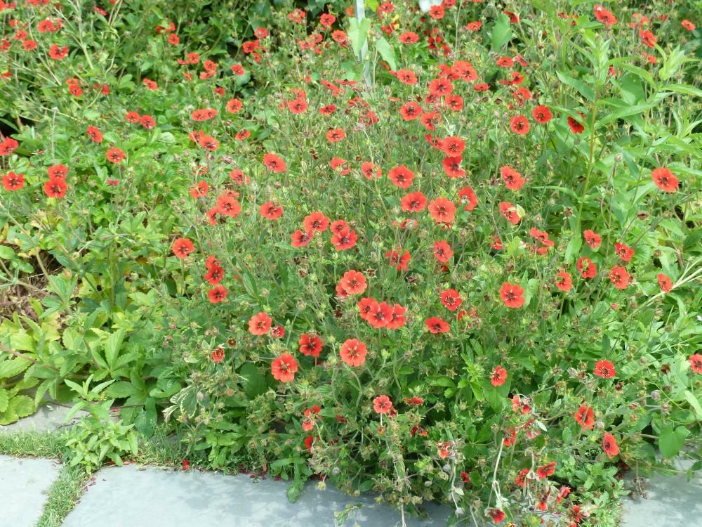 Plantenfiche-Potentilla-Gibson-s-Scarlet-