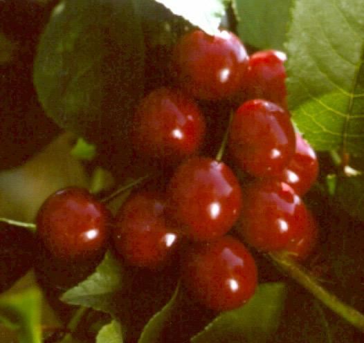Plantenfiche-Prunus-cerasus-Kelleris-16-Zure-kers-