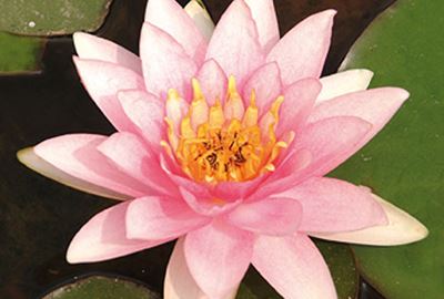 Nymphaea 'Marliacea Carnea' - pot 11x11 cm