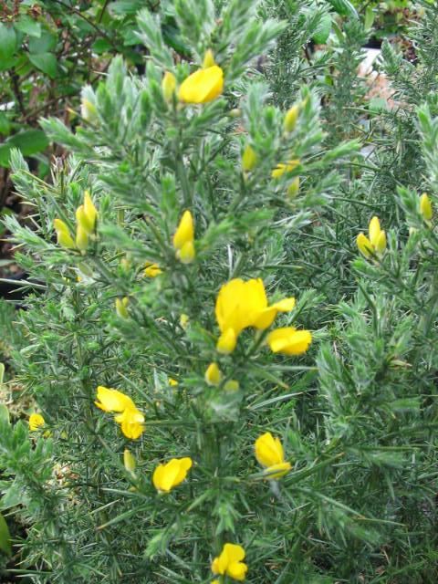 Plantenfiche-Ulex-europaeus