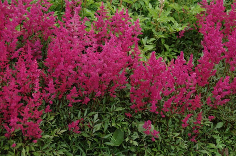 Plantenfiche-Astilbe-Vesuvius-