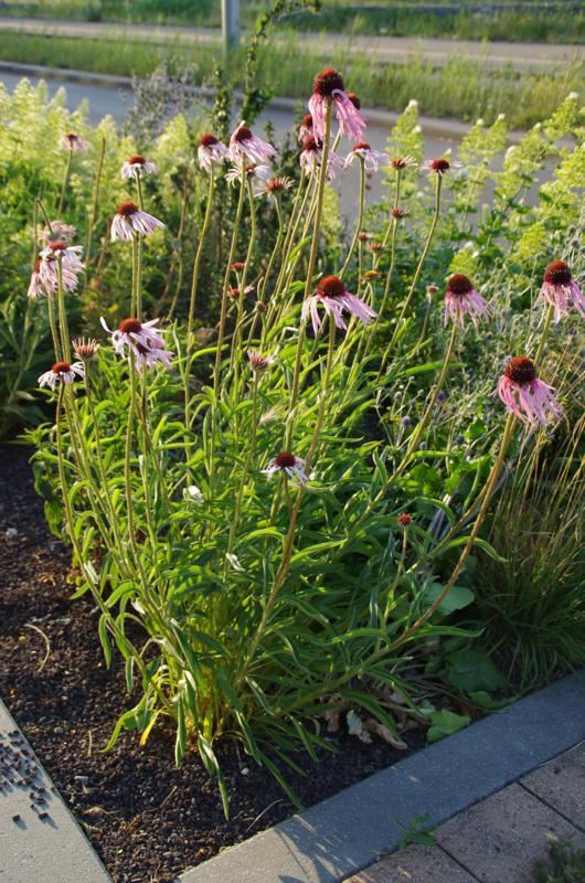 Plantenfiche-Echinacea-angustifolia