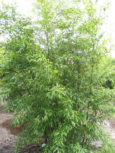 Plantenfiche-Phyllostachys-nigra