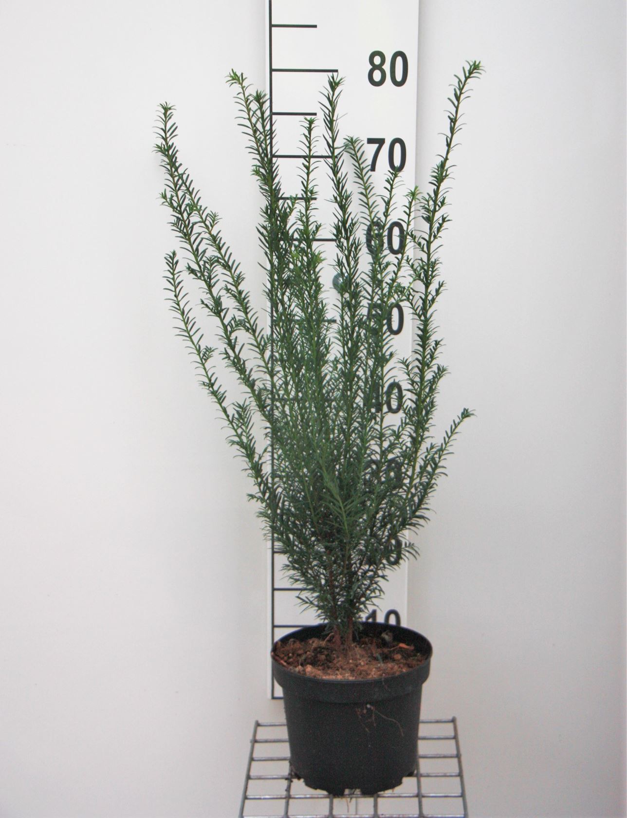 Taxus baccata - pot - 50-60 cm - Touffu