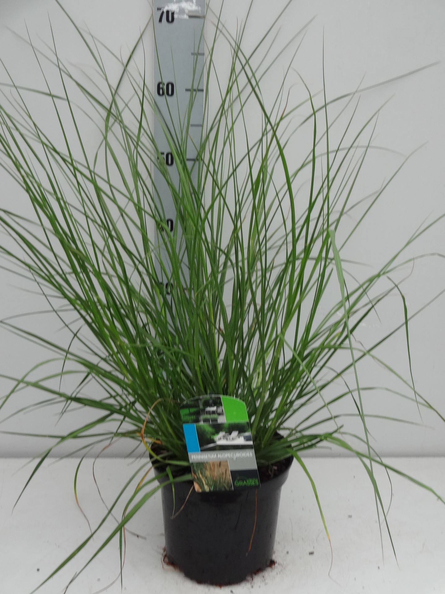 Pennisetum alopecuroides - pot 3L